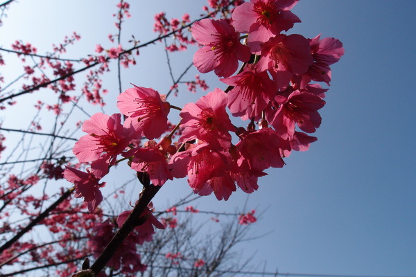 三芝櫻花季：【新北三芝】賞櫻季節又到囉！三芝的櫻花也開了不少，超美！
