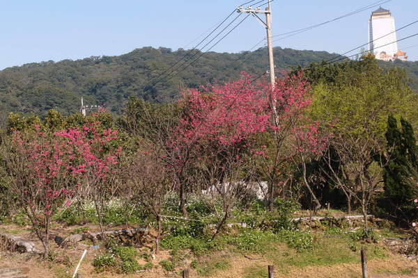三芝櫻花季：【新北三芝】賞櫻季節又到囉！三芝的櫻花也開了不少，超美！